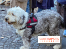 La Marche des animaux à Paris : défilé gratuit, ouvert aux chiens, chats ... sur les Champs-Élysées