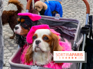La Marche des animaux à Paris : défilé gratuit, ouvert aux chiens, chats ... sur les Champs-Élysées