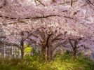 Les cerisiers en fleurs au Parc de Billancourt à Boulogne-Billancourt, Hanami aux portes de Paris