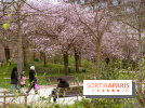 Les cerisiers du parc Martin Luther King - Clichy - Batignoles