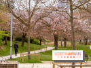 Les cerisiers du parc Martin Luther King - Clichy - Batignoles