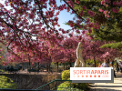 Les pommiers et cerisiers en fleurs du Jardin de Reuilly, Parc de Reuilly à Paris 12e - photos