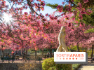 Les pommiers et cerisiers en fleurs du Jardin de Reuilly, Parc de Reuilly à Paris 12e - photos  - visuel