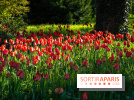 Le Parc de Bagatelle au printemps, cerisier, tulipes et jonquilles - photos