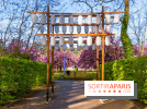 Hanami au Parc de Sceaux 2026, les cerisiers en fleurs et ses  animations