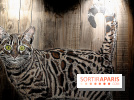 Chacun cherche son chat, nos photos de l'expo à Fluctuart - Expo Chat 11