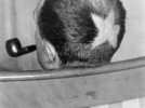 Cheveux Cheris Musée Quai Branly | Tonsure de Marcel Duchamp, 1919  photo Man Ray  collection particulière
