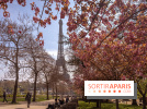 Les cerisiers du Trocadéro fleurissent avec de l'avance