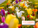 Où voir des tulipes à Paris ? 