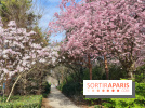 Où voir des cerisiers en fleurs à Paris et en Île-de-France : nos spots coup de cœur !