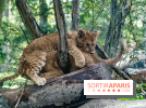 Carnet rose au Zoo de Thoiry (78) : deux bébés lionnes pointent le bout de leur nez
