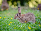 Paris : les lapins de garenne bientôt chassés des Invalides ?