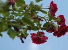 Fête de la Musique 2026 : une soirée musicale dans les jardins de la Préfecture de Seine-et-Marne