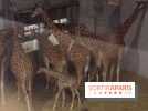 Les girafons du Zoo de Paris