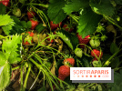 Cueillettes des fraises autour de Paris