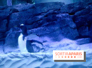 Les Manchots de l'Aquarium Sea Life