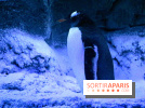 Les Manchots de l'Aquarium Sea Life
