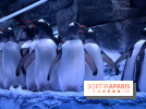 Les Manchots de l'Aquarium Sea Life