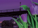 Des tulipes contre le cancer sur le Pont des Arts