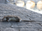 Paris : pour lutter contre les rats, des bénévoles utilisent de la glace carbonique