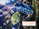 L'Aquarium de la Porte Dorée se renouvelle
