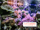L'Aquarium de la Porte Dorée se renouvelle