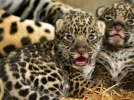 Naissance de deux jaguars au Parc Zoologique de Paris ! 
