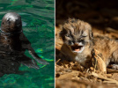 Naissances d'un puma, d'un chien des buissons et d'une otarie à crinière-Parc Zoologique de Paris