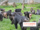 Zoo de Thoiry 2018 : les photos