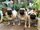 Pug Day, Fun Day : rassemblement carlins