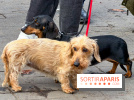 Paris Sausage Walk 2026 : la marche des teckels s'offre les Champs-Élysées pour la première fois !