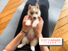 Puppy Yoga Paris, des séances de yoga tout en câlins avec d'adorables chiots - Prochaines dates