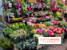 Visuel Paris marché d'Aligre fleurs