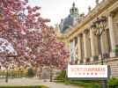 Visuel Paris arbres en fleurs, jardins, parc Petit Palais
