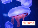 L'Aquarium de Paris ouvre son Médusarium