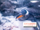 Les petits déjeuners avec les manchots de l'aquarium Sea Life