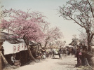 Atelier de Kusakabe Kimbei, L’Avenue des cerisiers à Tokyo, 1880-1903