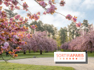 Le Parc de Sceaux et ses cerisiers en fleurs