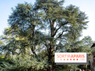 Arboretum de la Vallée-aux-Loups, une balade au milieu des arbres remarquables