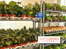 Plantes pour Tous, les prochaines ventes de plantes à partir de 2€ à Paris