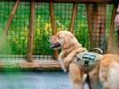 La journée portes ouvertes de l'école des chiens guides à paris