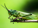 Maison des insectes à carrières sous poissy