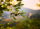 Fête de l'Olive à Aubervilliers