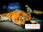 Félins, l'exposition qui nous fait craquer au Muséum national d'Histoire naturelle - photos