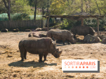 Zoo de Thoiry 2023 - Rhinocéros