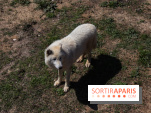 Zoo de Thoiry 2023 - Loup arctique