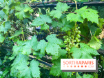 Vignes vendanges - visuels