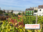 Vignes Montmartre