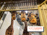 Zoo de Vincennes, Parc zoologique 2024 - girafes