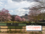 Les magnolias du Jardin du Palais Royal